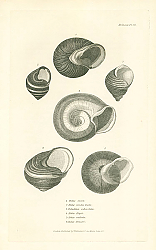 Постер Helix mora, Helix viridis Desm, Paludina subcostata, Helix Hayii, Helix radiata, Helix Fraseri 1