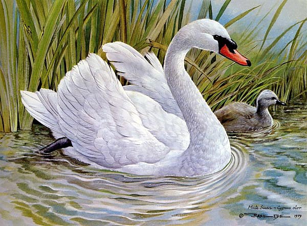 British Birds - Mute Swan