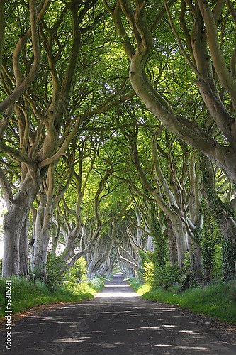 Ирландия. Буковая аллея Dark Hedges
