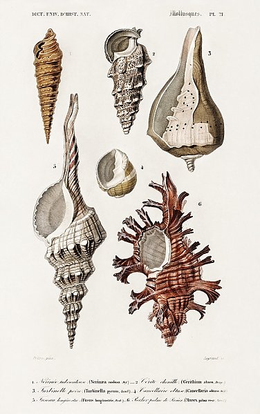 Разные виды раковин моллюсков 1