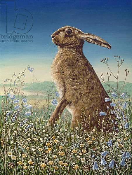 Hare, 1984