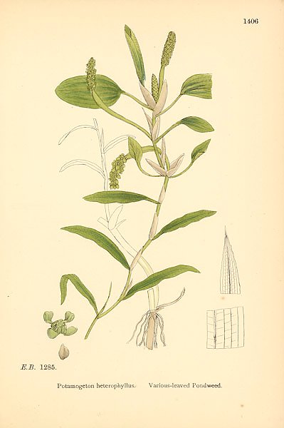 English Botany №226