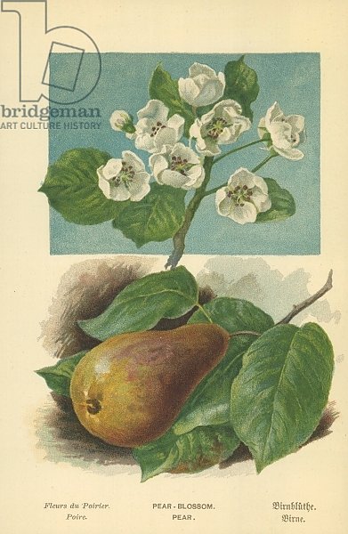 Pear-Blossom. Pear