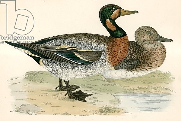 Bimaculated Duck