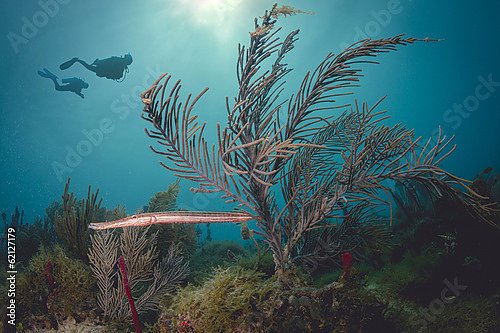 Два дайвера под водой у Карибского Кораллового рифа