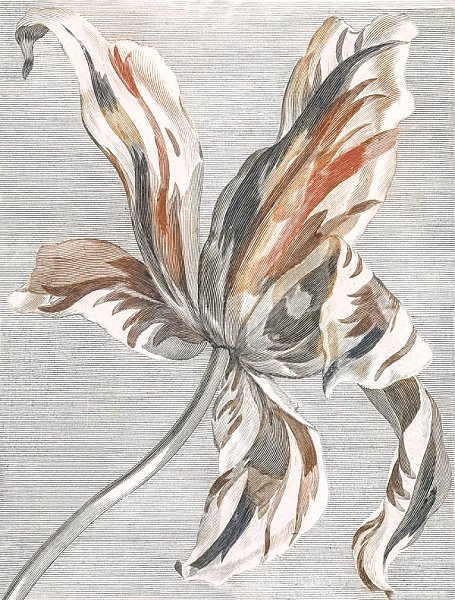Тюльпан (1648-1709)
