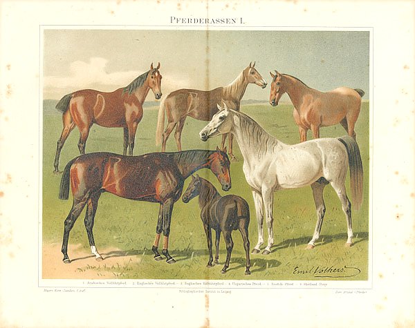 Horse Breeds I. English, Arabic, Norfolk, Hungarian, Shetland