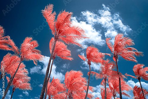 Розовые пальмы и синее небо