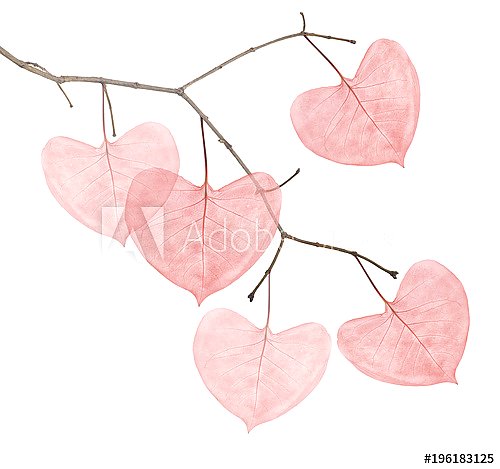 Постер Ветка с розовыми листьями в форме сердца 