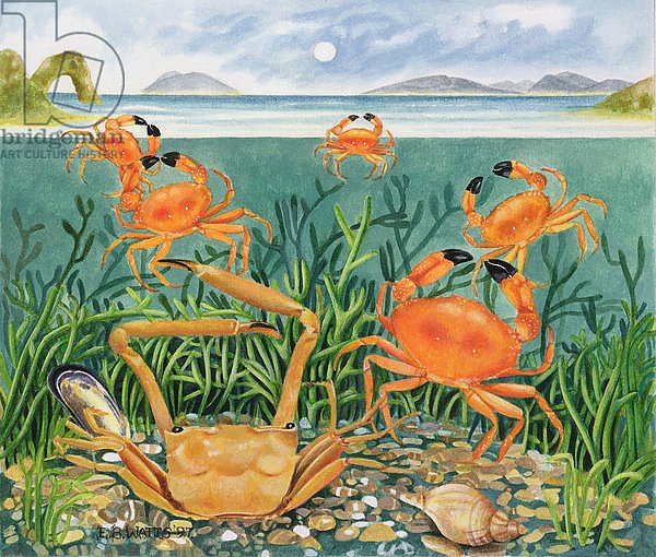 Crabs in the Ocean, 1997