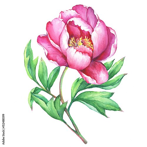 Цветущий розовый пион