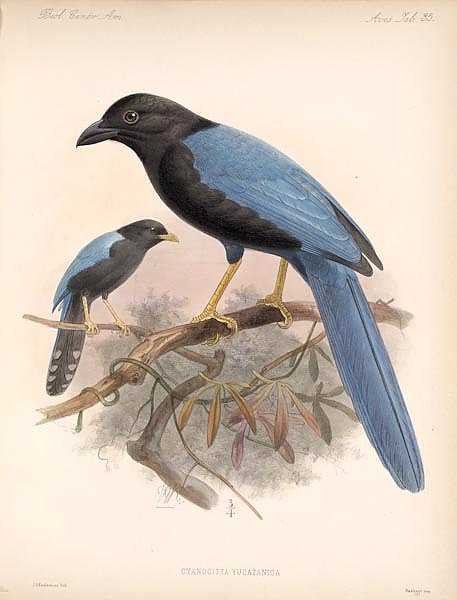 Птицы J. G. Keulemans №37