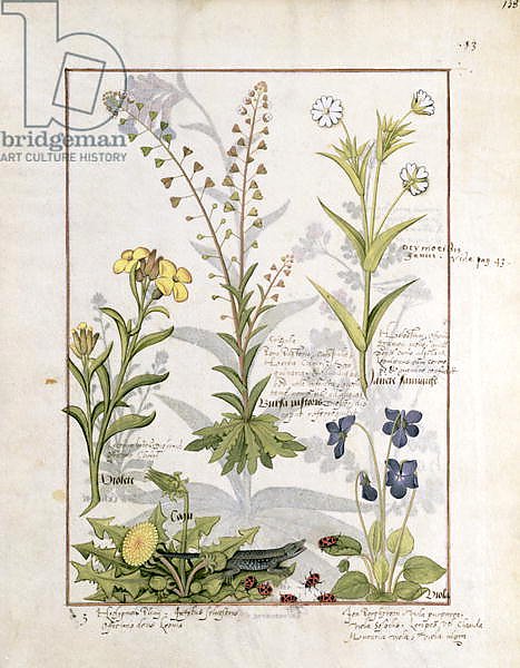 Ms Fr. Fv VI #1 fol.138r Illustration from the 'Book of Simple Medicines'