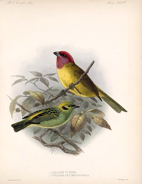Птицы J. G. Keulemans №19