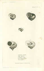 Постер Cyclostoma articulata, Helix argellacea, Cyclostoma pulchra, Cyc. Madagascariensis 1