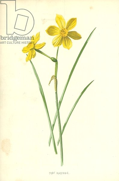 Tiny Daffodil