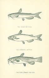 Постер The Great Cat-fish, The Channel Cat-fish, The Long-Jawed Cat-Fish 1