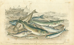 Постер Common God, Haddock, Whiting, Coal Fish, Ling, Holibut, Mackerel, Smelt or Spirling 1