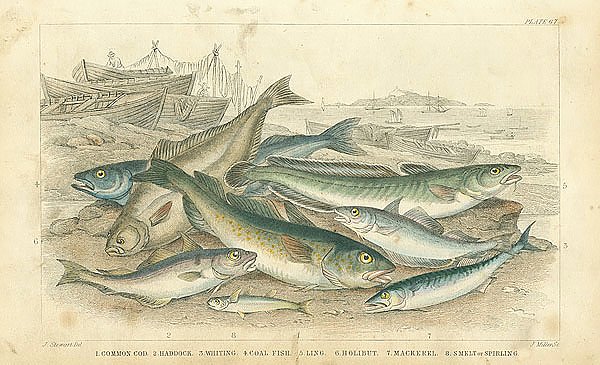 Common God, Haddock, Whiting, Coal Fish, Ling, Holibut, Mackerel, Smelt or Spirling 1