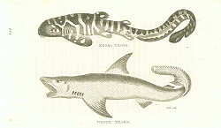 Постер Zebra Shark, White Shark 1