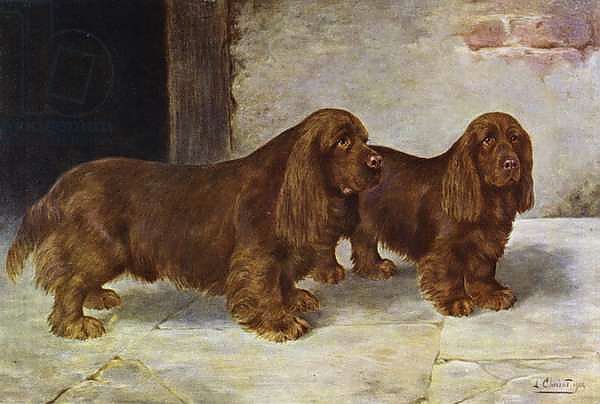 The Sussex Spaniels, Champion Rosehill Rock and Champion Rosehill Rag