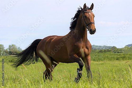 Конь на прогулке