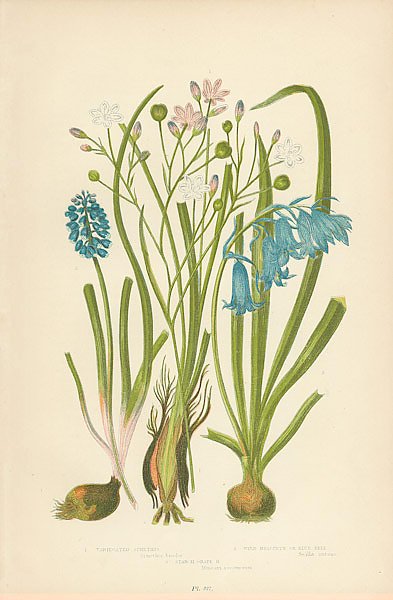 Variegated Simetris, Wild Hyacinth or Blue Bell, Starch Grape h.