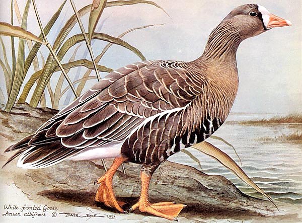 British Birds - Whitefronted Goose