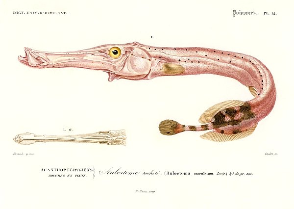 Рыба-флейта (Aulostoma maculatum )