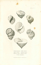 Постер Trochus bicarinatus, Natica bifasciata, Littoraria pulchra, Natica fluctuata, Paludina Chinensis, Paludina pulchra, Trochus Cunninghami 1