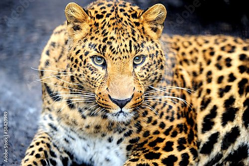 Леопард 3