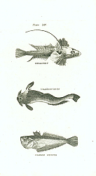Постер Dragonet, Uranoscopus, Common Weever