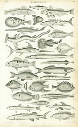 Постер Ichthyology №1