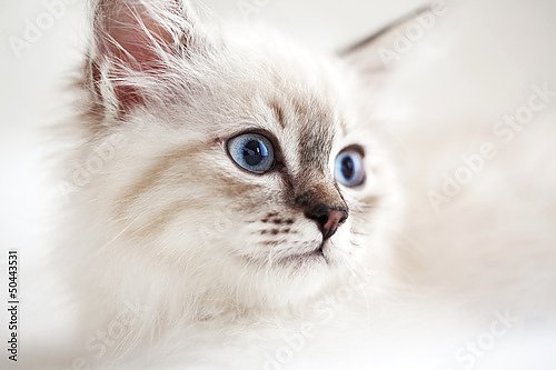 Постер Сибирский котенок