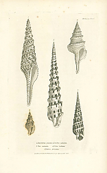 Постер Pleurotoma grandis, Pleu carinata, Terebra subulata, Triton iostoma, Terebra Africana 1