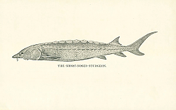 Постер The Short-Nosed Sturgeon