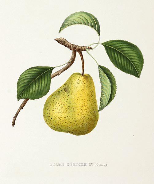 Pears - Poire Leopold