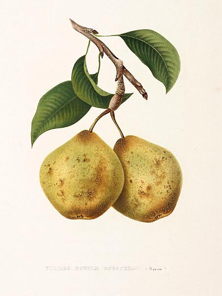 Pears - Poires Double Rousselet