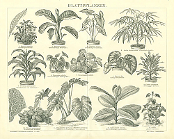 Постер Blattpflanzen
