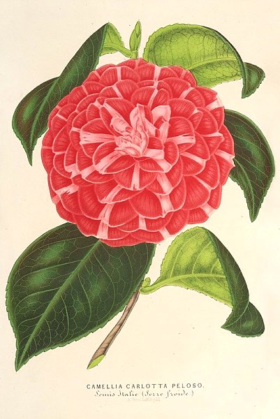 Camellia Cariotta Peloso