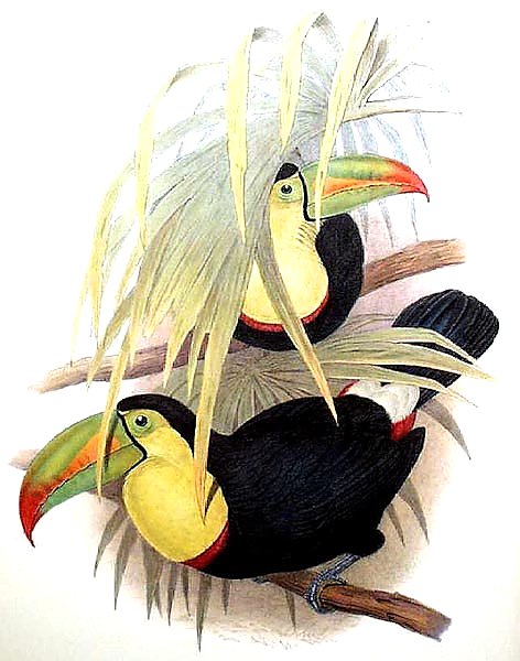 Short-billed Toucan