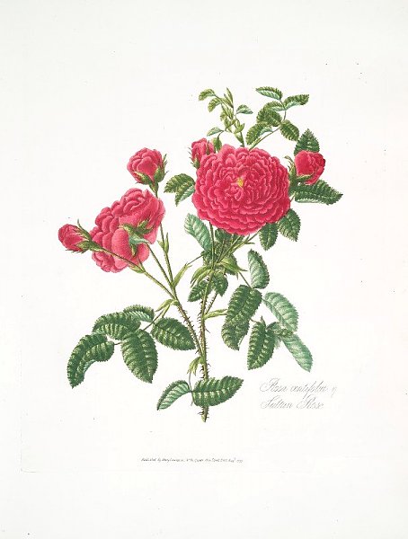 Rosa centifolia3