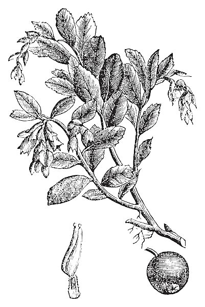 Cowberry or Vaccinium vitis idaea vintage engraving