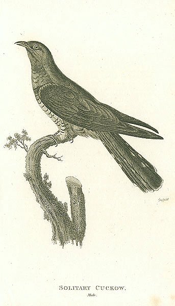 Solitary Cuckow, male 1