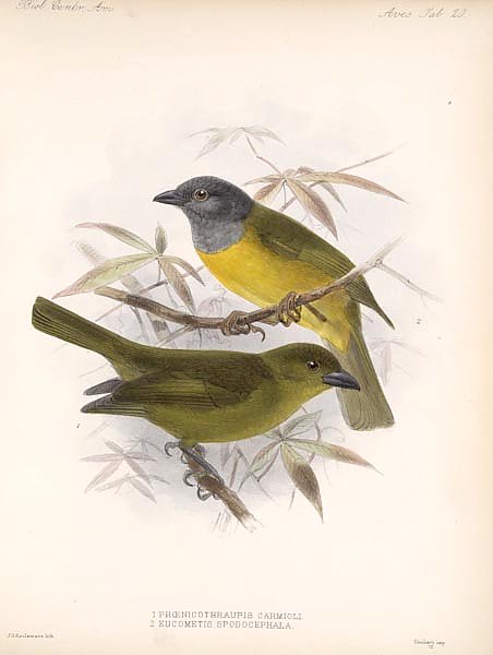 Птицы J. G. Keulemans №22