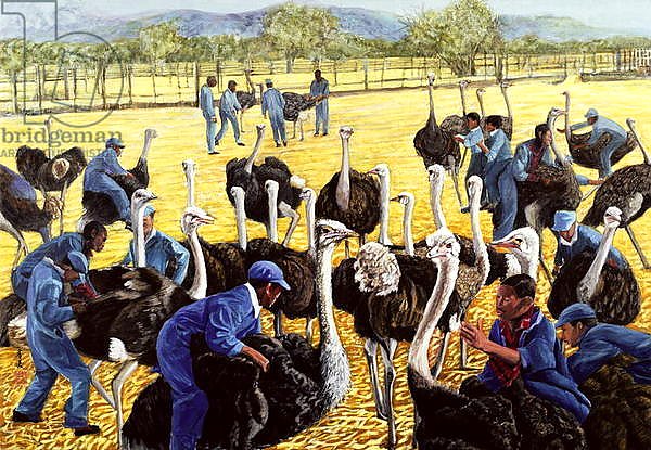 Ostrich Farm, 1988