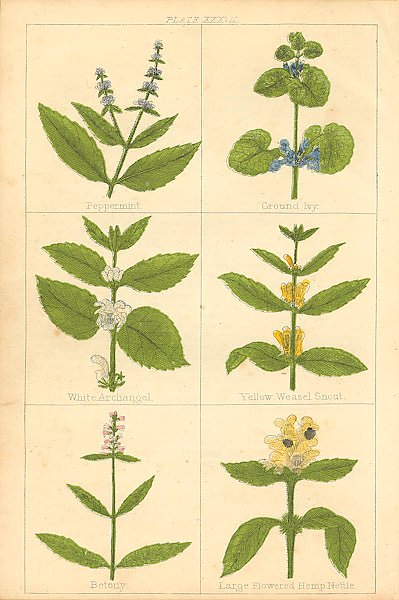 Botanical Magazine #50