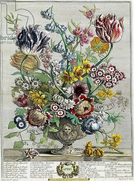 April, from 'Twelve Months of Flowers', 1730