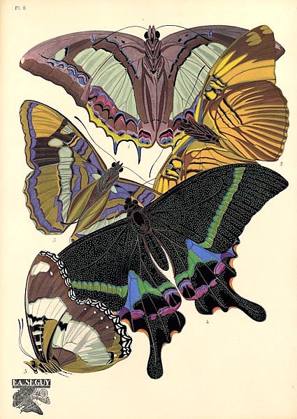 Papillons by E. A. Seguy №19
