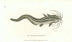 Постер Eel-Shaped Platystacus